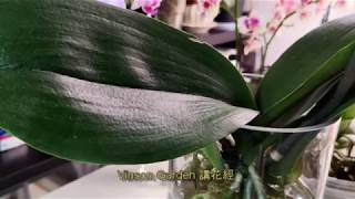 蘭花水培長根及蘭花如何長了個新花梗【Vinson Garden 講花經】 [upl. by Natye]