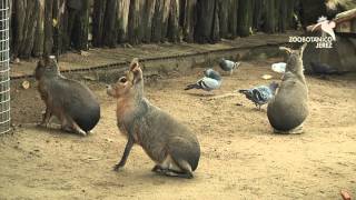 LIEBRES DE LA PATAGONIA DEL ZOOBOTÁNICO JEREZ [upl. by Gonzalo]