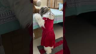 Dancing lhasa apso  lhasa apso breed  lhasa apso jumping [upl. by Ihdin]