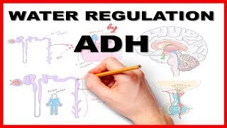 Water Regulation by Antidiuretic Hormone ADH [upl. by Niasuh]