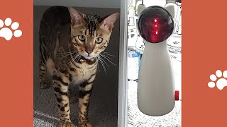 Automatic Laser Toy For Cats Review your cat Will love this toy Must watch [upl. by Dickenson]