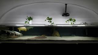 snow white Platinum Gar Alligatorhecht 4 Meter Aquarium 2400liter Arowana BB amp HB Potamotrygon [upl. by Joshua483]