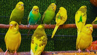 Cute Budgies Chirping 2 Hours of Relaxing Parakeet Sounds to Reduce StressSinging a Birds [upl. by Aryam53]