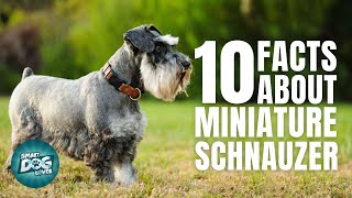 10 Facts About The Miniature Schnauzer  Dogs 101  Miniature Schnauzer [upl. by Liz]