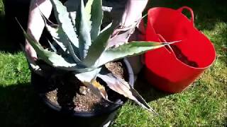 Repotting a neglected Agave [upl. by Ilocin590]