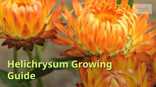 Helichrysum Growing Guide [upl. by Huxley164]