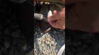 Flint Knapping QUARTZ arrowhead [upl. by Franza201]