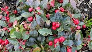 Wintergreen quotGaultheria Procumbensquot  February Update [upl. by Doyle]