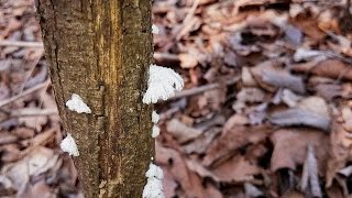 죽은 나무에 치마처럼 자라는 버섯 quot 치마버섯 quot Schizophyllum commune 우리 산야의 약용버섯 Medicinal mushroom [upl. by Khorma]