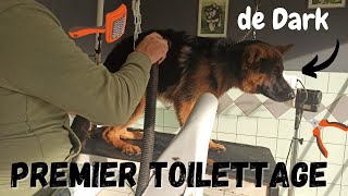 Premier Toilettage de Dark 😅🧽 [upl. by Whyte265]