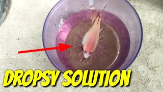 SOLUTION FOR DROPSY BETTA FISH [upl. by Kermit]