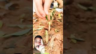 Beautiful citron grafting techniques farming satisfying agriculture shorts croton gardening [upl. by Ardys]