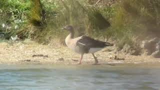 Oie à bec court pink footed goose Anse brachyrhynchus Escardine octobre 2024 [upl. by Ennayar]