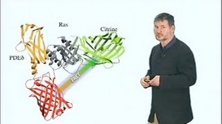 Microscopy Forster Resonance Energy Transfer FRET Microscopy Philippe Bastiaens [upl. by Yevi]