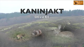 KANINJAKT DELUXE Rabbit hunting in Sweden [upl. by Esya325]