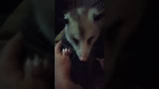 Opossum Chills with Daddy After Work [upl. by Bertero]