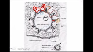 3 ème semaine du développement embryonnaire partie 02 [upl. by Crissy597]