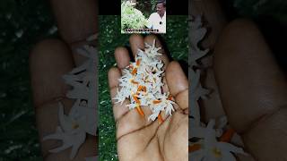 Nightflowering Jasmine plant health benefits 🤝🤝shortvideo shortsfeed shorts ytshorts [upl. by Itsyrk]