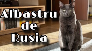 Pisica ALBASTRU DE RUSIA  învață totul despre această rasă  Russian Blue Cat [upl. by Solegnave]