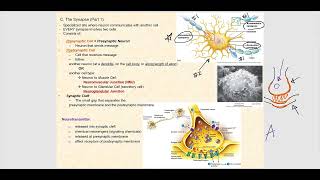 Lecture Video 3 Nervous Tissue [upl. by Derwood]