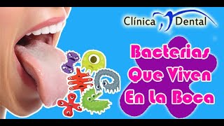 Bacterias Que Viven En La Boca Clinica Dental Velez [upl. by Stoneham]