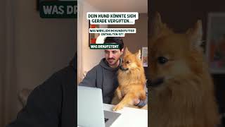 Was wirklich in Hundefutter enthalten ist hundefutter hundeliebhaber hundeernährung doglover [upl. by Odlaner724]