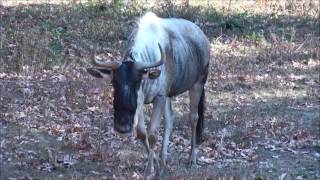 The Best of Audubon Zoo 2015 New Orleans LA [upl. by Vinia559]