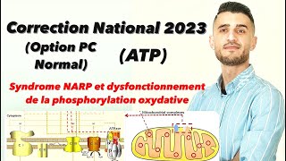 Correction National 2023 PC Normal ATP la phosphorylation oxydative syndrome NARP طريقة الإجابة [upl. by Drawoh137]