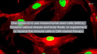 Mesenchymal stem cells Potential aides for cellular immunotherapy [upl. by Nnylirehs]