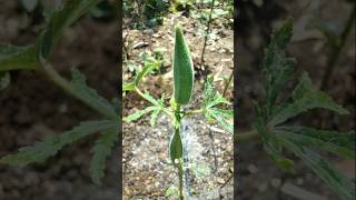 Made beds and irrigated the ladyfinger plants nature farming okra shorts [upl. by Cinelli]