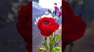 best flowers 🌹🌹 best viral ytshorts [upl. by Okin884]