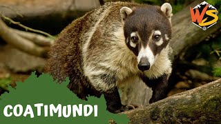 Coatimundi Facts Watch Them Use Their Shovel Nose [upl. by Aimal973]