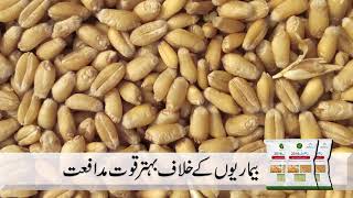 Zincol 2016  Zinc Enriched Wheat Variety  HarvestPlus Pakistan [upl. by Hacissej]