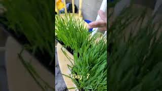 how to grow wheatgrass wheatgrass gardening wheat detox [upl. by Nailij696]