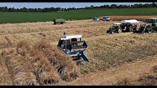 Zbiór poletek rzepaku 🚜 SDOO Głubczyce 👨‍🌾 [upl. by Crin]