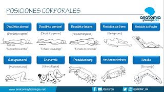 POSICIONES CORPORALES  Resúmenes de Anatomía y Fisiología [upl. by Yebot]