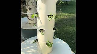 Year Round Gardening  Planting a Fall Garden with the Aeroponic Tower Gardens [upl. by Harshman]