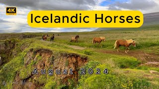 Icelandic horses at Kolugljúfur Canyon [upl. by Abijah481]