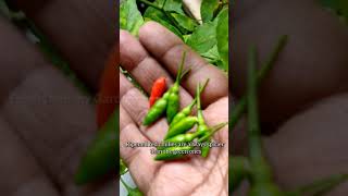 Its Chilli Pepper time 🌶️ Birds Eye Chillies  Fresh from my Garden [upl. by Idrahs193]