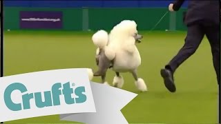 Utility Group Winner  Crufts 2009 [upl. by Ennahgem]