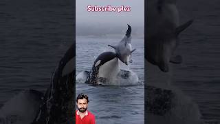 Dolphin amazing video shorts video raction video Dolphin [upl. by Anital]