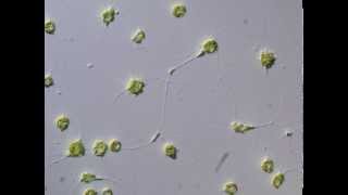 Cytoplasmic movement between cells of Chlorarachniophyte クロララクニオン藻の細胞間における原形質の移動 [upl. by Aman]