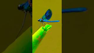 European Damselfly Sound [upl. by Elimay]