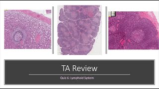 Histology Basics TA Review Lymphoid System [upl. by Rossing]