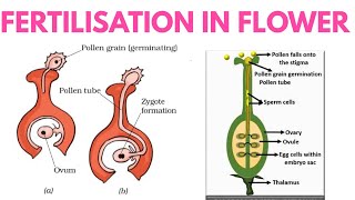 Fertilisation in flowering plants class 7  Fertilisation in flower in hindi  DARSHAN CLASSES [upl. by Haridan]