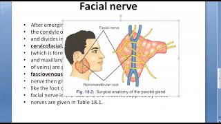 Surgery 311 Surgical Anatomy Parotid Gland Stenson Duct Facial Nerve Faciovenous line Patey Frey [upl. by Refenej]