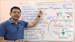 Congestive Heart Failure Part 03  Mechanism of Action for Angiotensin amp Beta Adrenergic Blocker [upl. by Sidon806]