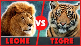 Leone contro Tigre chi vince   Leone vs Tigre chi è il più forte  Leone contro Tigre chi è il Re [upl. by Nnaeirrac]