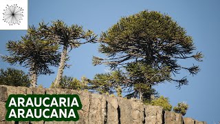 Todo sobre la Araucaria araucana [upl. by Wharton]