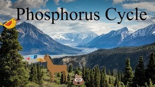 Phosphorus Cycle Explanation A biogeochemical cycle [upl. by Euqinitram]